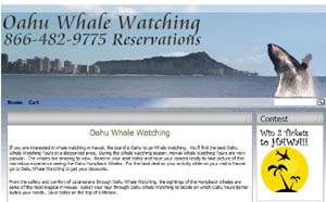 Oahu Whale Watching